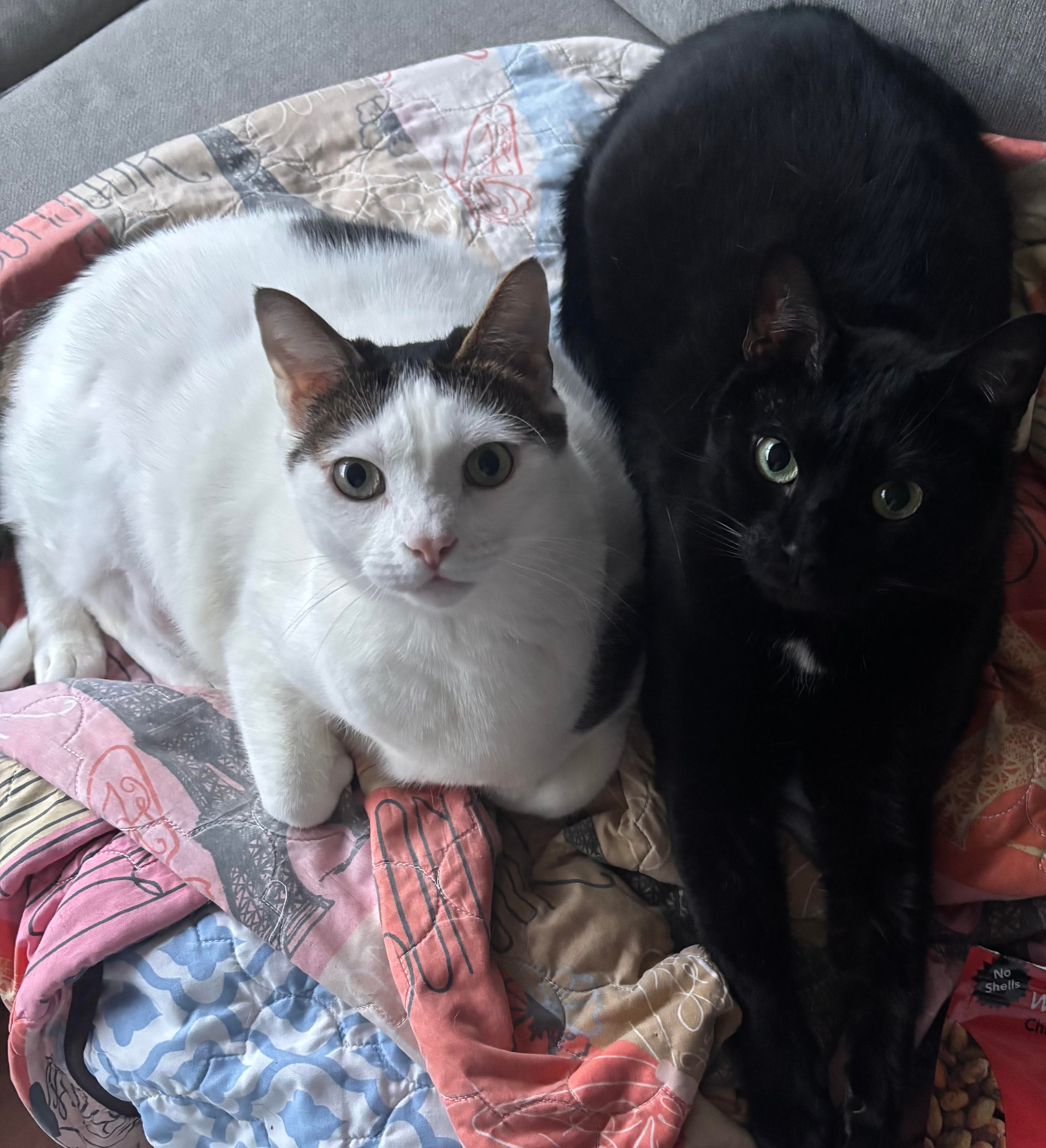 Bianca's Pet Care pet care moment